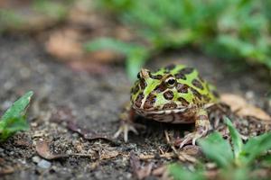 Nahaufnahme argentinischer gehörnter Frosch auf dem Boden foto