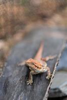 bärtiger Drache auf dem Boden mit unscharfem Hintergrund foto