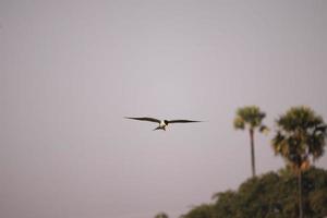 Vogel fliegt auf dem Fluss foto