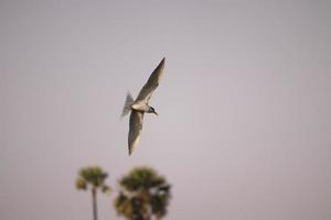 Vogel fliegt auf dem Fluss foto