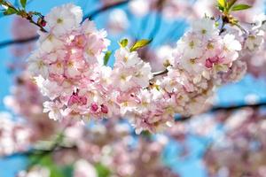 Nahaufnahmen mit selektivem Fokus. schöne Kirschblüte Sakura im Frühling über blauem Himmel. foto