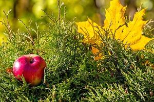 einsames buntes Ahornblatt und roter Apfel, die auf einem Moos liegen. Herbstkonzept - Bild
