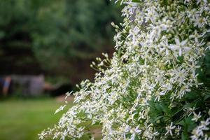selektive Fokusfotografie. Natur Hintergrund. Strauch mit weißen Blüten. foto