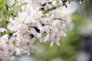 schöne weiße Blumen im Garten foto