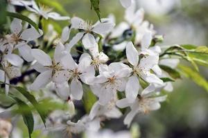 schöne weiße Blumen im Garten foto