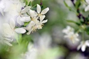 schöne weiße Blumen im Garten foto