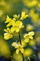 schöne gelbe Blumen, blühendes Rapsfeld foto