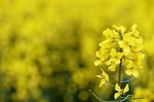 schöne gelbe Blumen, blühendes Rapsfeld foto