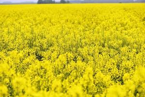 schöne gelbe Blumen, blühendes Rapsfeld foto