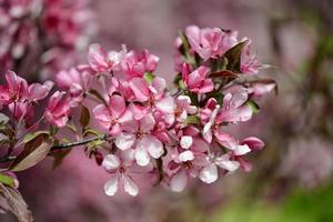 schöne rosa Blumen blühen foto