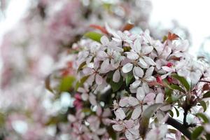 schöne Apfelblumen blühen foto