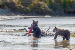 Grizzle Bär in der Natur von Alaska