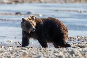 Grizzlybär in der Natur von Alaska