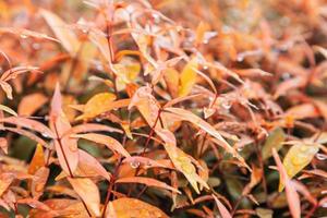 Gelbe Blätter Textur Hintergrund mit Regenwasser fällt Herbstlaub foto