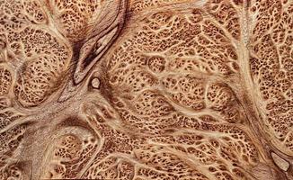 Natur Salao Wurzelholz gestreift, exotisches Holz schönes Muster für Handwerk oder abstrakte Kunst Hintergrundtextur