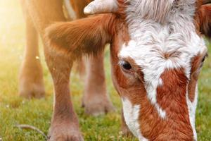 schönes braunes Kuhporträt auf der Wiese foto