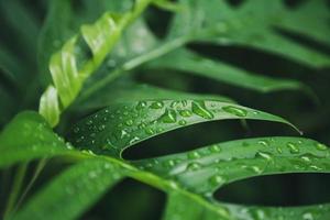 grüne Blätter Textur Hintergrund mit Regenwassertropfen foto