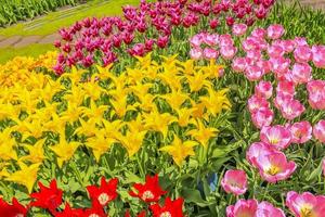 Viele bunte Tulpen Narzissen im Keukenhof Park Lisse Holland Niederlande. foto