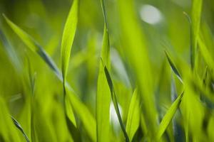 Feld mit grünem Gras foto