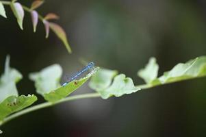 eine blaue Libelle landet auf einem grünen Blatt foto