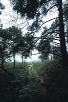 Bäume im Nebel, Wildnislandschaftswald mit Kiefern foto