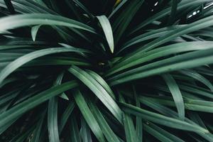 grüne Blätter natürlicher Hintergrund tropischer Blatthintergrund, foto