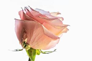 rosa rosenblume close-up.the konzept von valentinstag, geburtstag, internationaler frauentag. foto