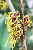 Hamamelis blüht im Garten. Frühling. Hamamelis Mollis foto