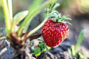 auf einem unscharfen Hintergrund, reife rote Erdbeeren auf einem Busch im Garten. foto