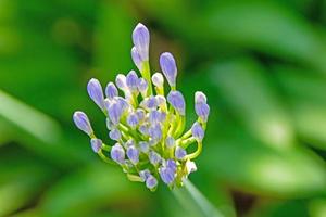Nahaufnahme von Alliumblume in der Natur