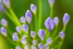 Nahaufnahme von Alliumblume in der Natur