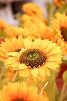 Nahaufnahme der schönen Sonnenblume foto