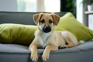 Hund nehmen aus seine Leine und spielen mit Grün Ball foto