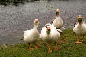 Gänse am Wasser foto