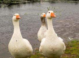 Gänse am Wasser foto