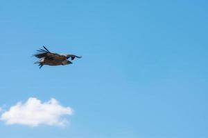 Gänsegeier fliegt über den blauen Himmel flying foto