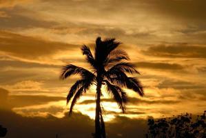 Palmensilhouette in der Abenddämmerung