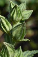 grüne Knospen von Myrrhe foto