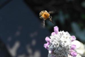 die Biene sammelt Honig von Blumen, die im Sommer blühen foto