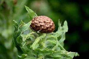 mehrjährige Parkpflanze braune Knospe foto