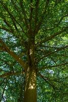 natürlich Baum Blätter und Brunch Hintergrund foto