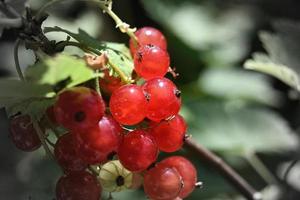 ein Haufen weinender Johannisbeeren auf einem Busch foto