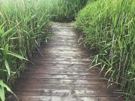 der mit Schilf bewachsene Holzsteg am See von Sokcho City, Südkorea foto