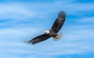 amerikanisch kahl Adler hochfliegend gegen Blau Himmel. foto