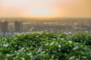 Nahaufnahme von kleinen Blumen und grünem Busch im Dachgarten mit verschwommenem Stadtbild und Sonnenuntergang im Hintergrund foto