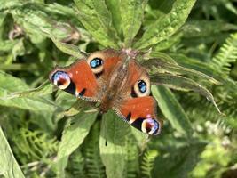 Tagpfauenauge uk Sommer Lepidoptera foto
