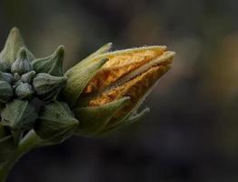 Blume auf dunklem Hintergrund foto