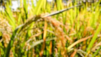 verschwommenes Foto von Reisfeldern mit Reis, der gelb geworden ist und geerntet werden kann