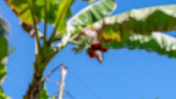 Unschärfefoto von frischen Bananenstauden und Früchten auf klarem Himmelshintergrund foto
