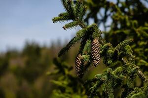 Nahansicht von Kiefer Zapfen auf ein Grün Ast im ein Wald foto